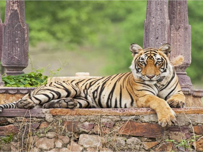Ranthambhore – More Than The Tiger